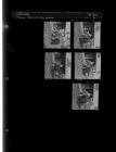 Cow Pictures (5 Negatives), Spring 1960 [Sleeve 6, Folder e, Box 25]